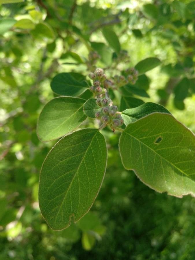 Cotonéaster de Grenade 5