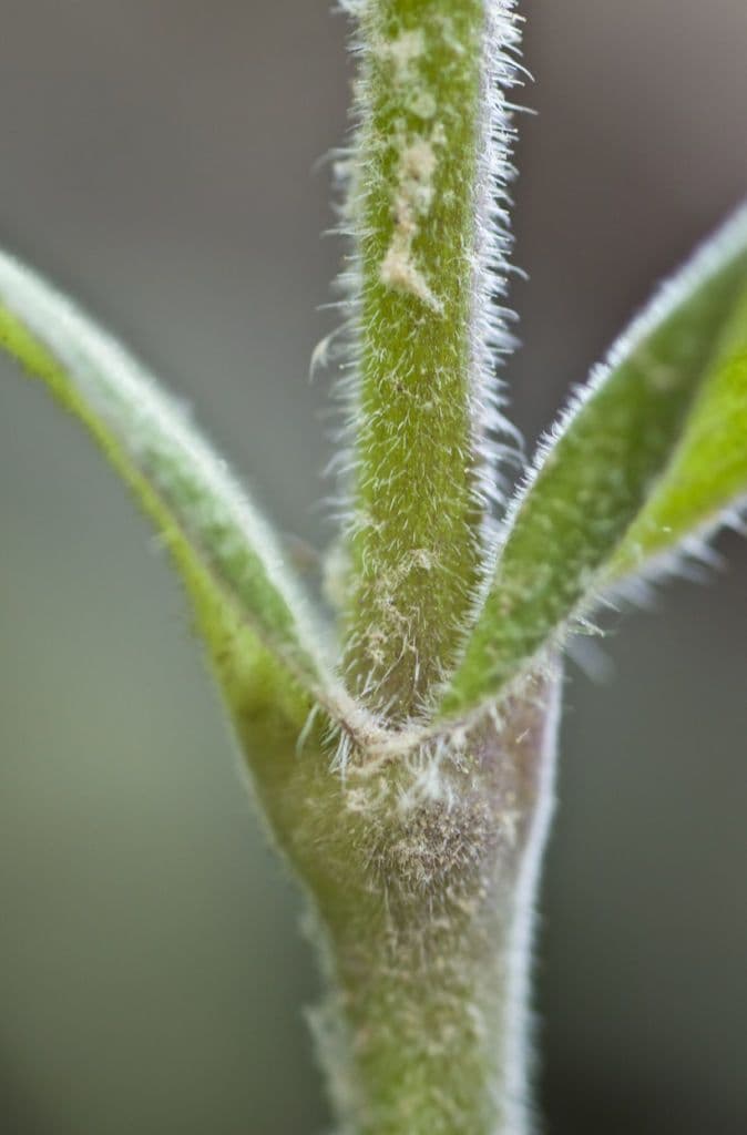 Silene virginica 19
