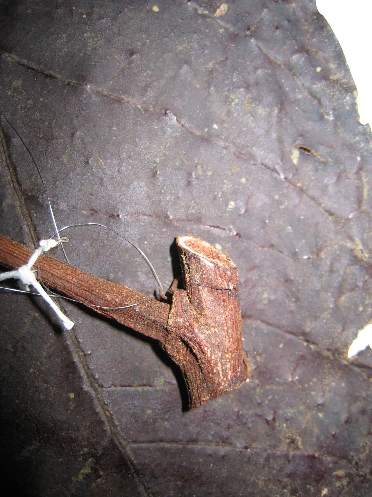 Inga