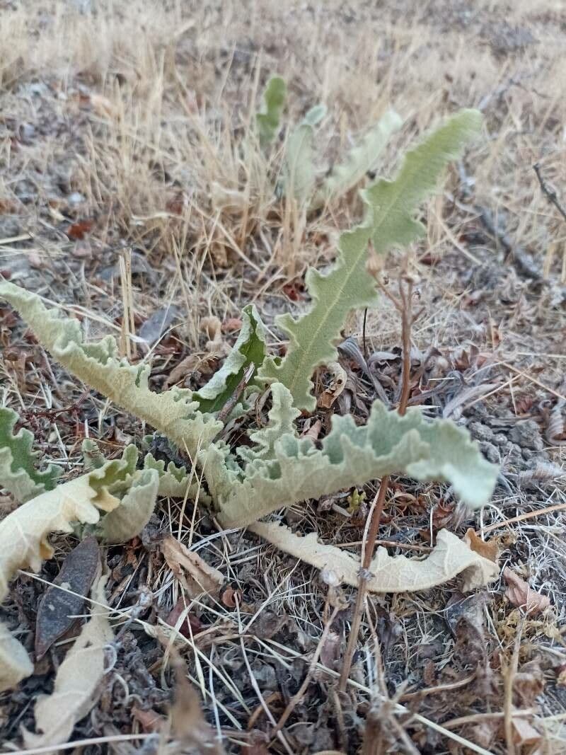 Mullein 11