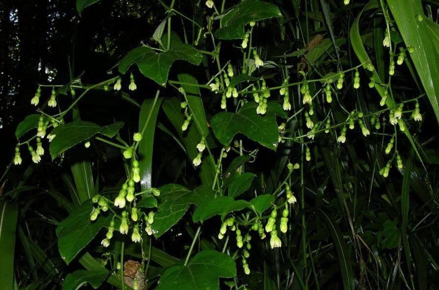 Cayaponia racemiforme 7
