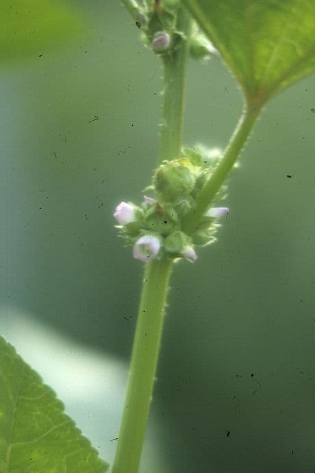 Malva verticillata 23