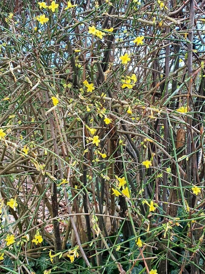Winter-Jasmin 27