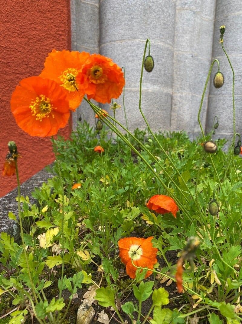 Arktischer Mohn 13