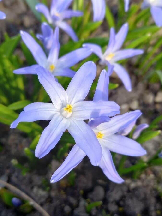 Scilla di Boissier 2