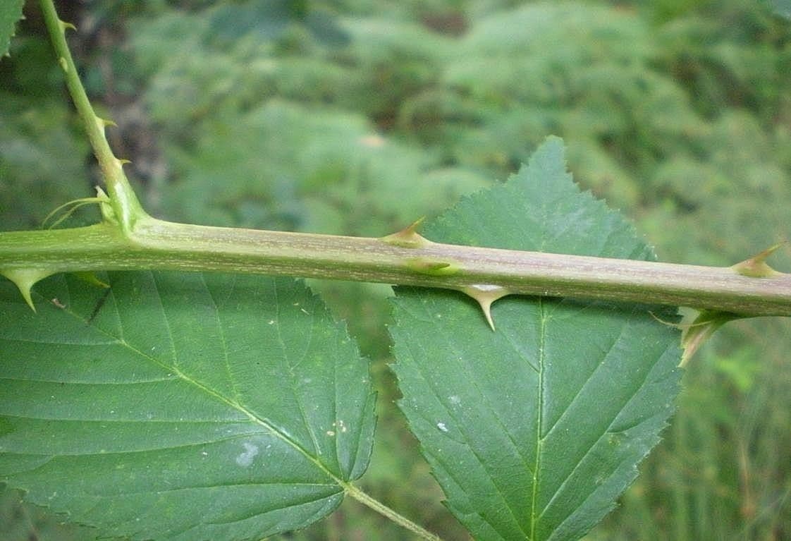 Gefurchte Brombeere 20