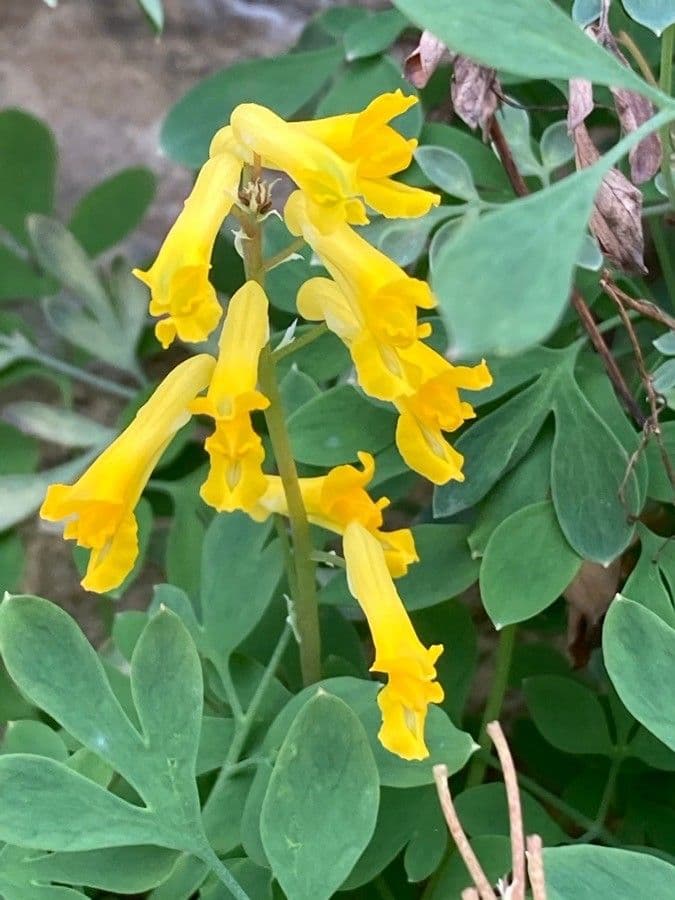 Colombina gialla 7
