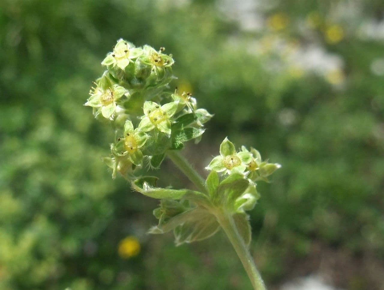 Alchemilla congiunta 4