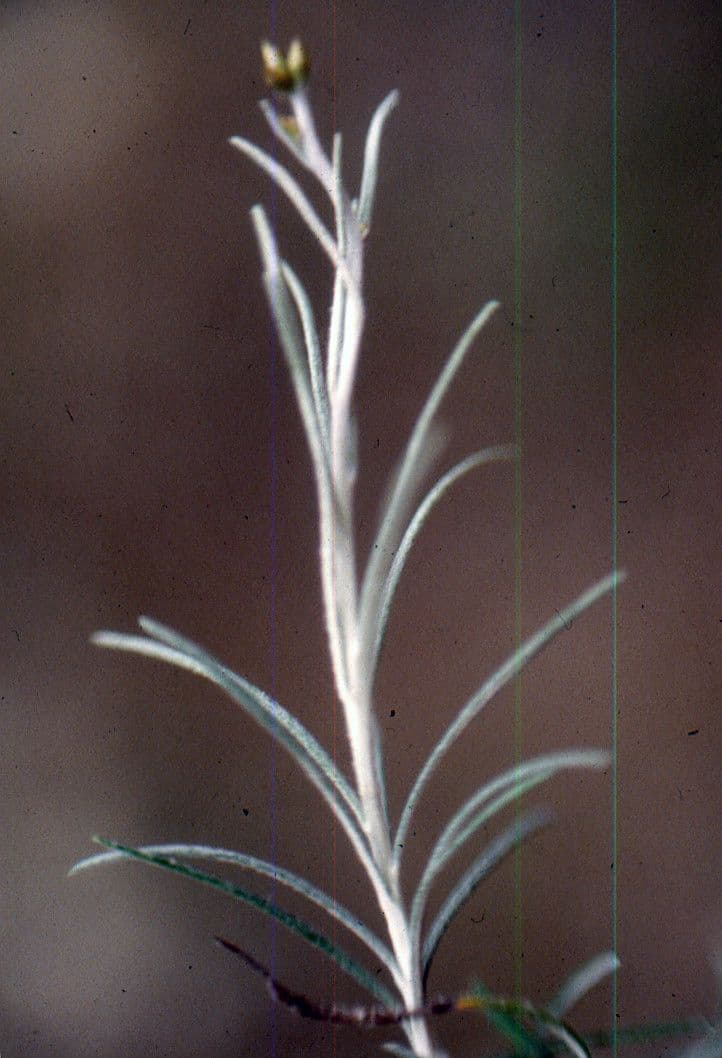 Phagnalon 20
