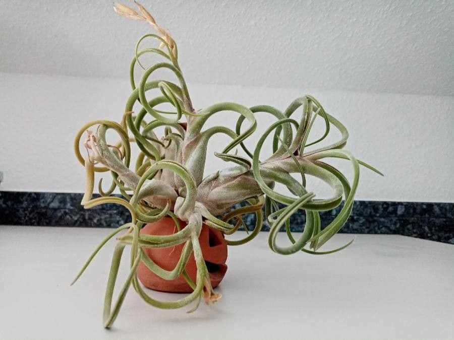 Tillandsia 9