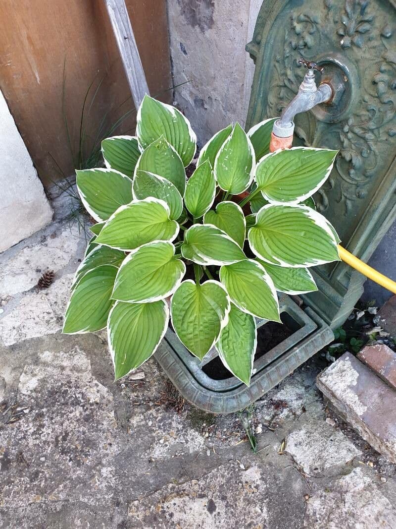 Hosta ventricosa 3
