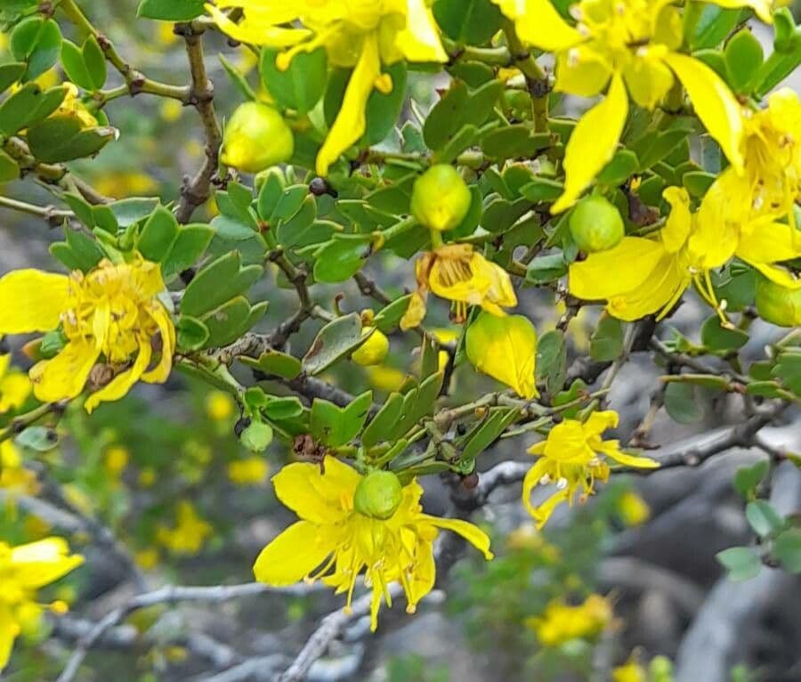 Larrea cuneifolia 2