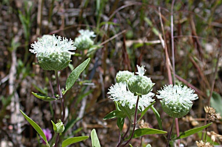 Monardella