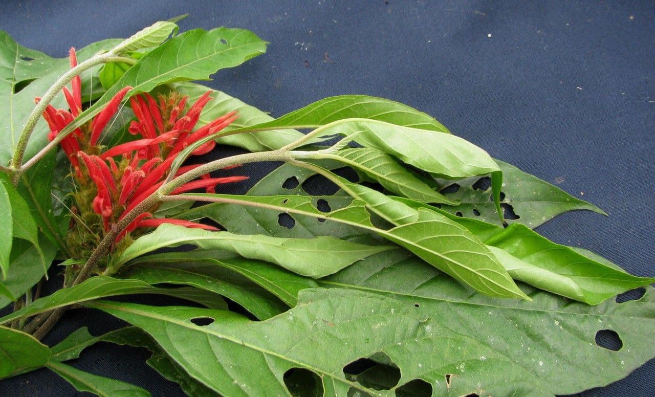Aphelandra scabra 26