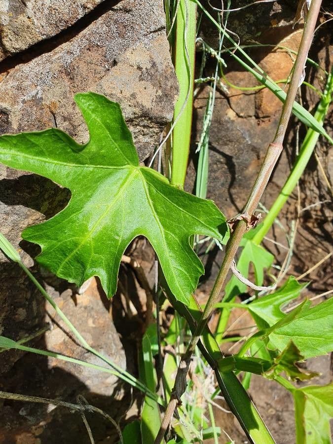 Cissus 3