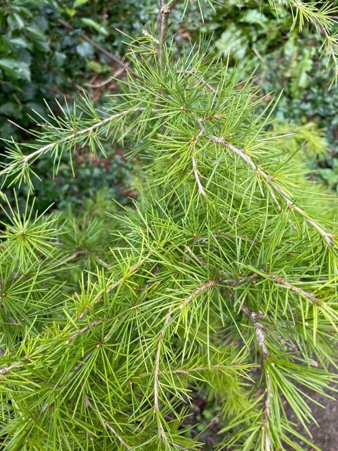 Cedro dell'Himalaya 18