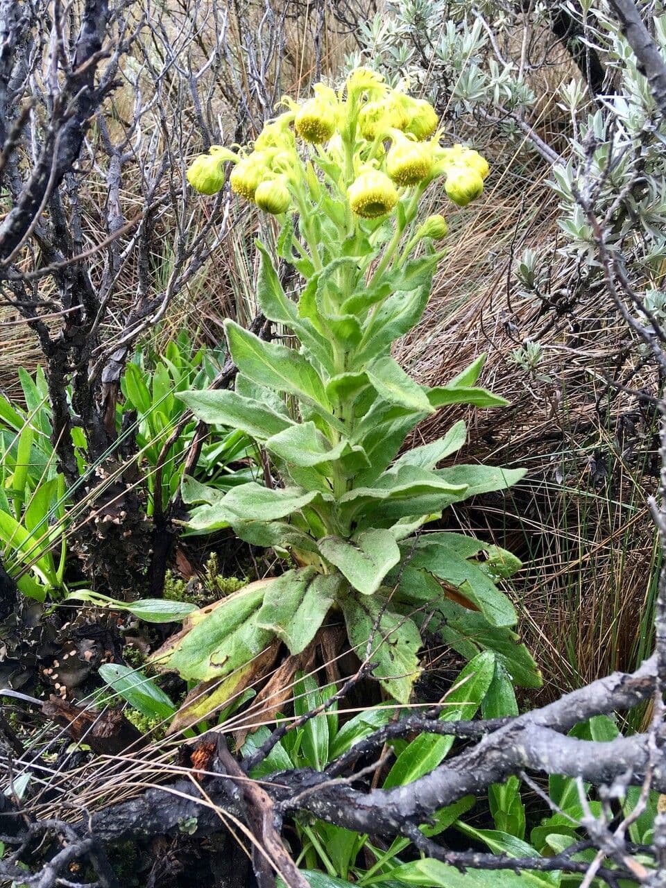 Senecio 9
