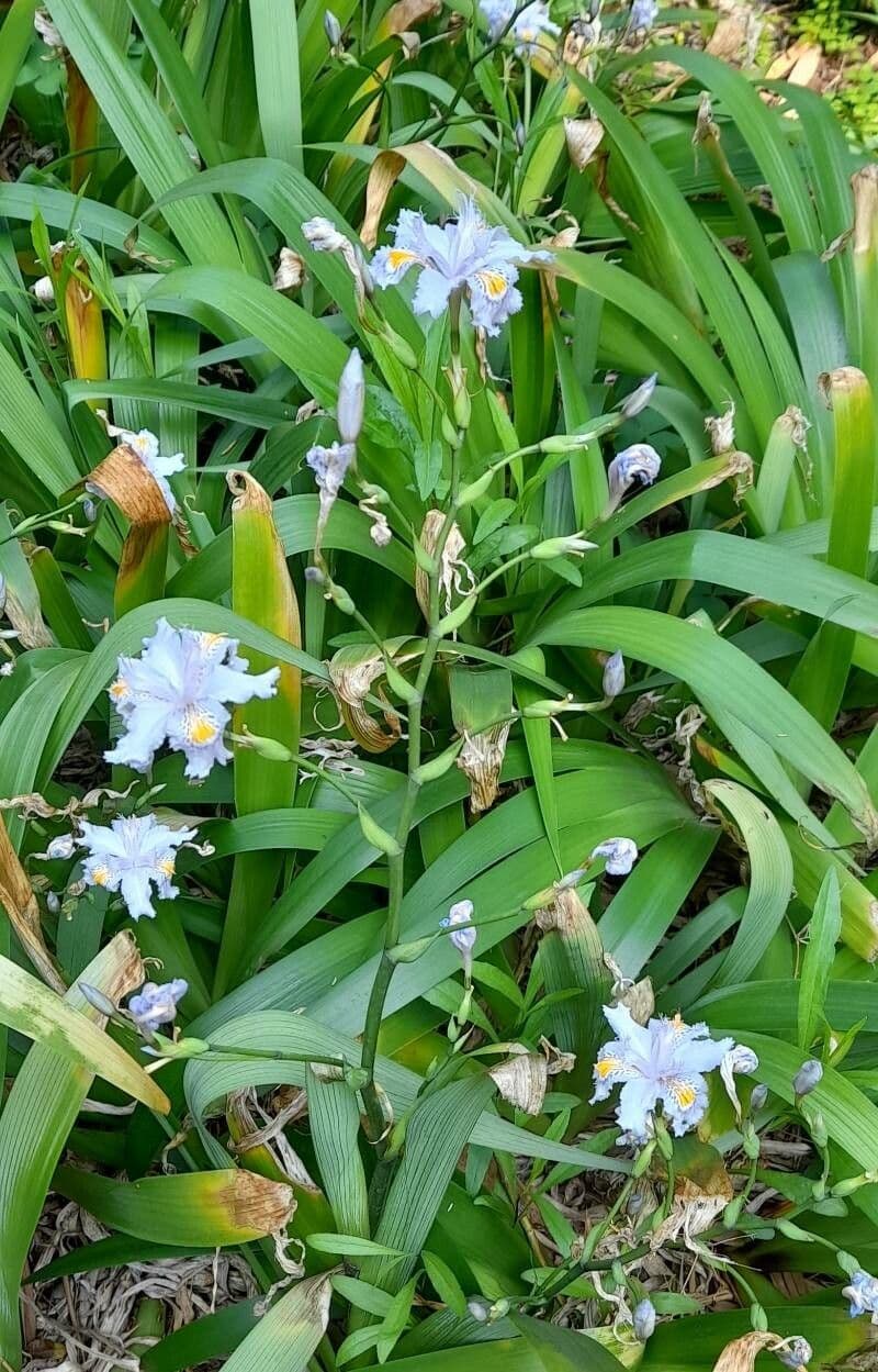 Iris japonés 9