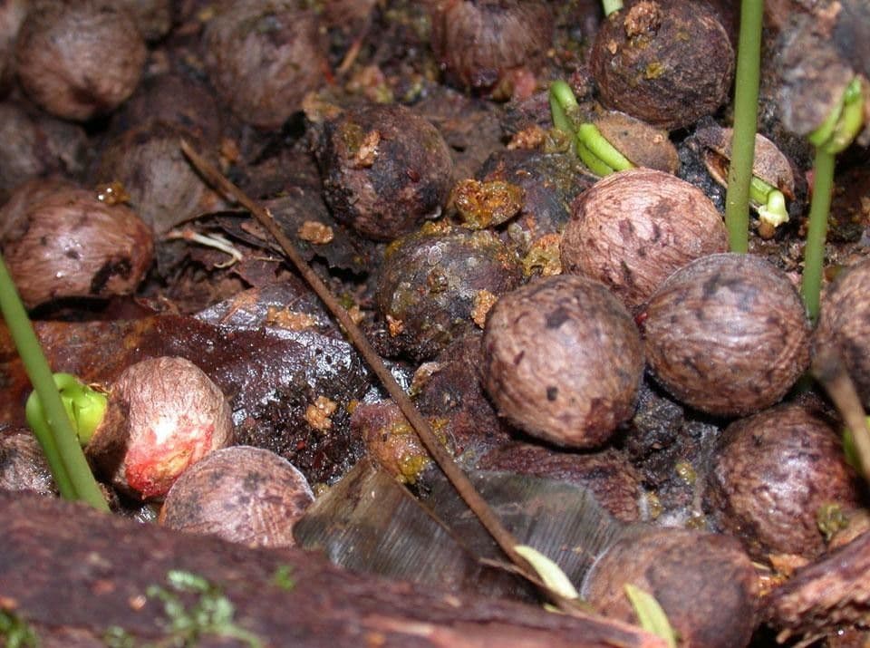 Otoba novogranatensis 4