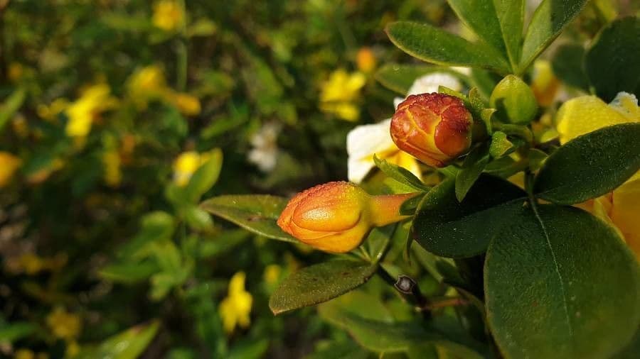 Winterjasmin 29