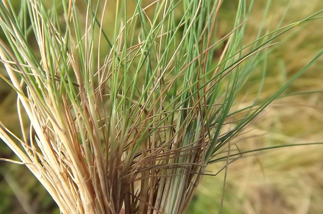 Agrostis curtisii 14