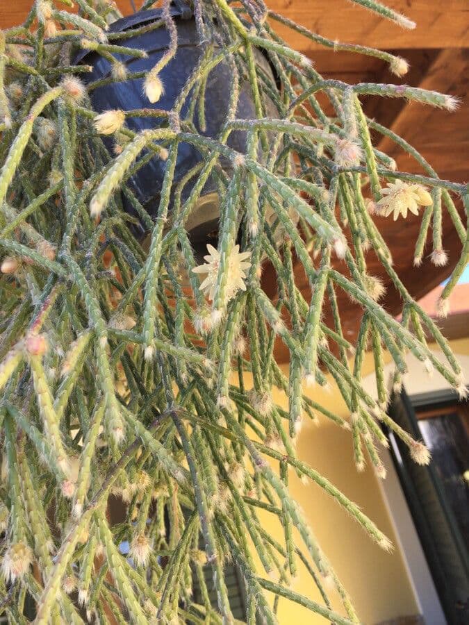 Rhipsalis 10
