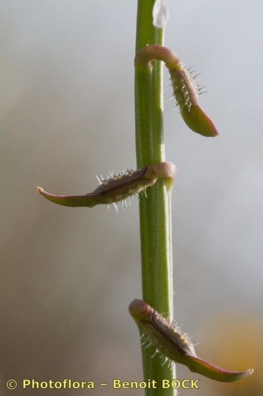 Löffelkohl 23