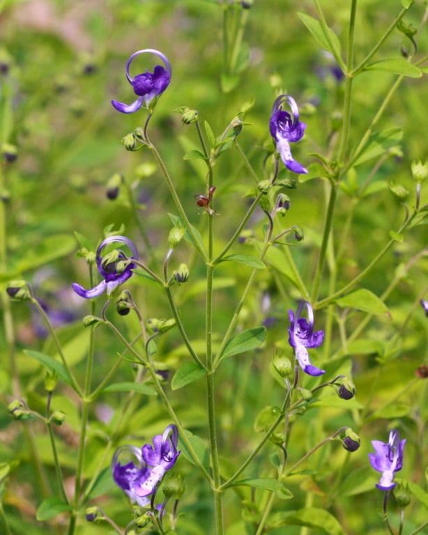 Trichostema Dichotomum 12