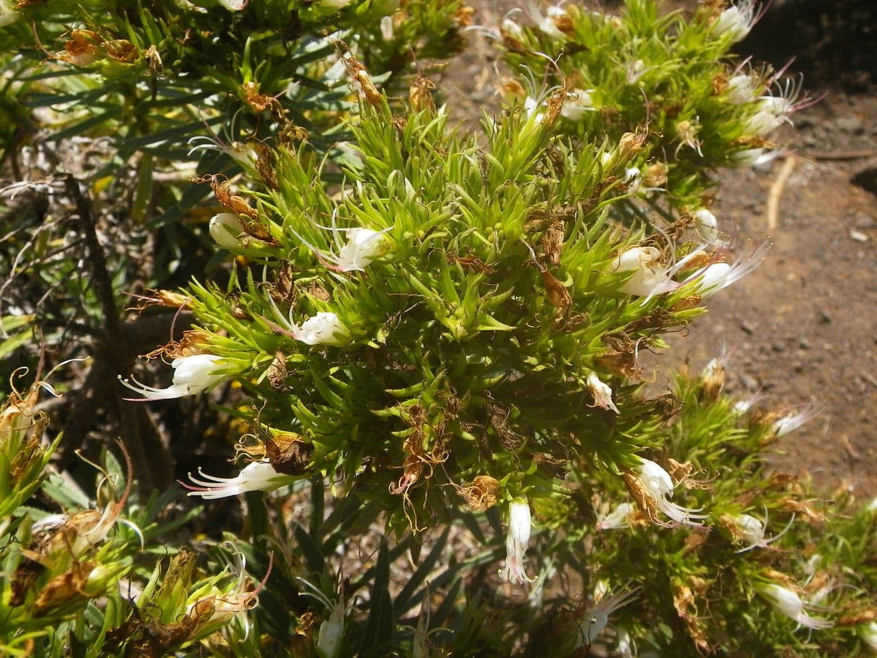 Echium ostny 7