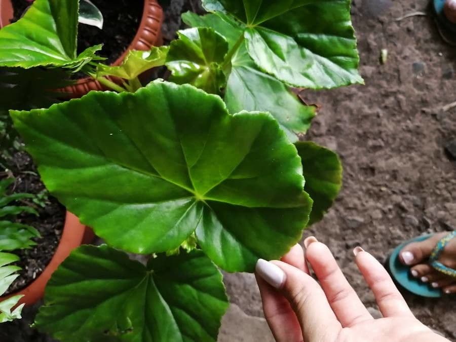 Begonia 14