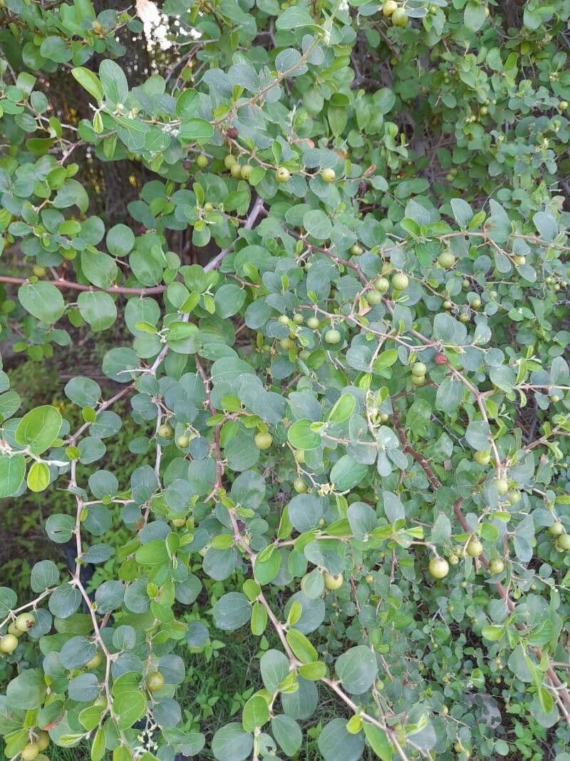 Cicimek 26