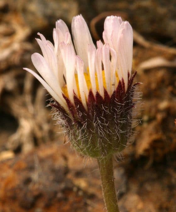 Erigeron errante 4