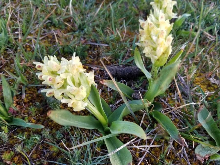 Orchidea sambucina 23