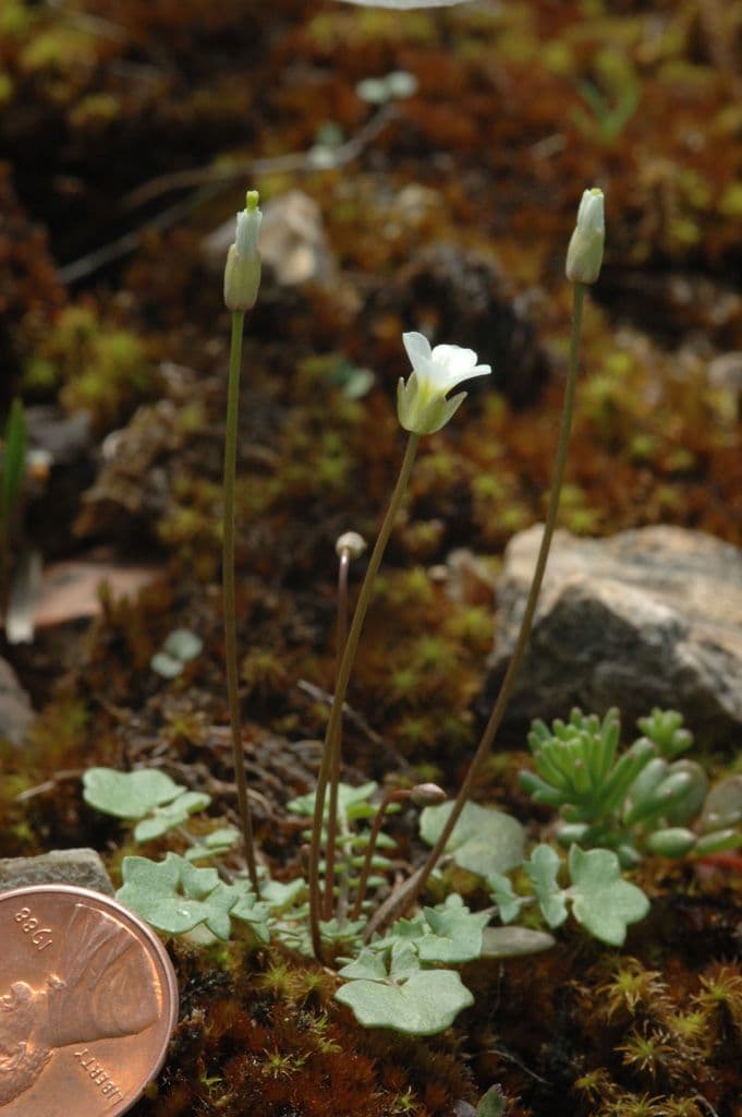 Leavenworthia uniflora 3