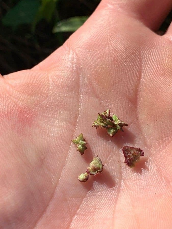Atriplex glabriuscula