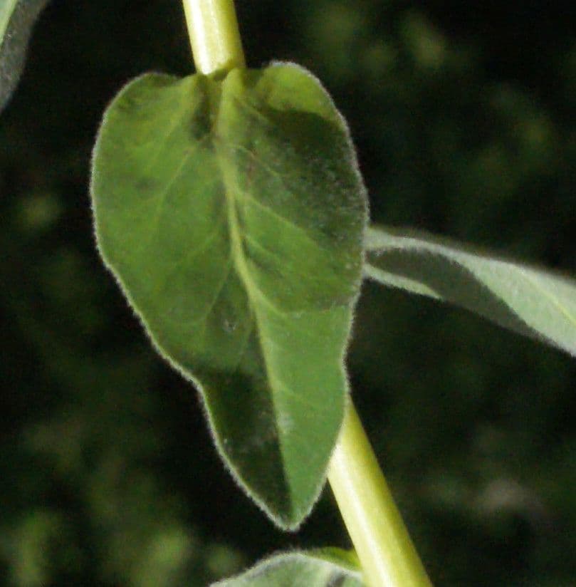 Euforbia bionda 16