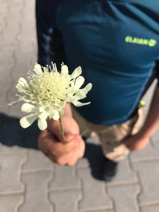 Ockergelber Witwenblumen 26
