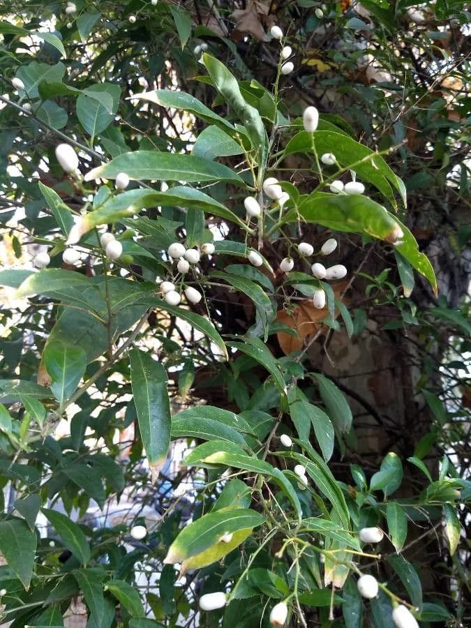 Cestrum nocturno