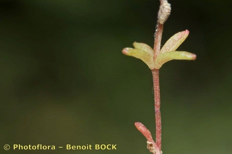 Sedum 14
