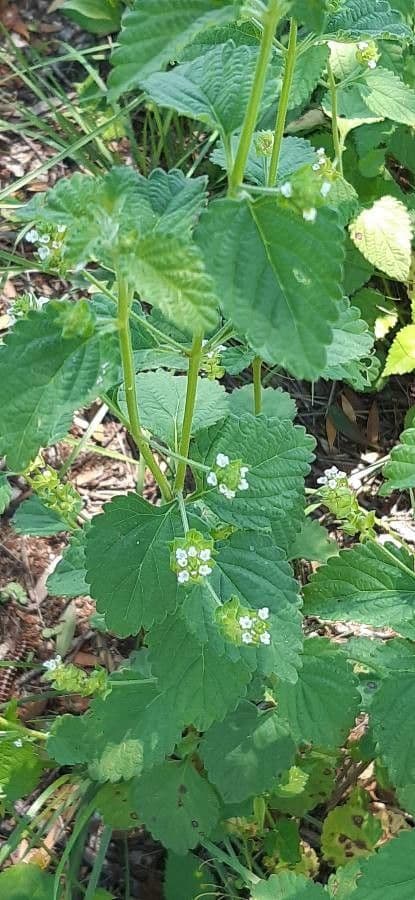 Lantana 14