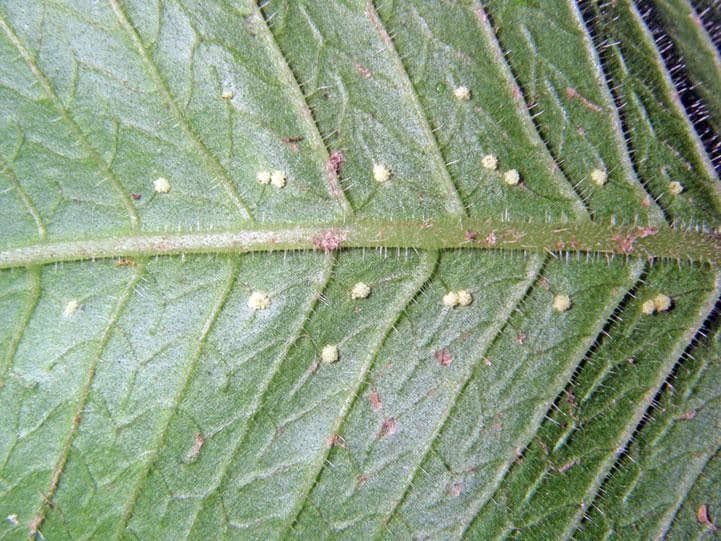 Thelypteris 5