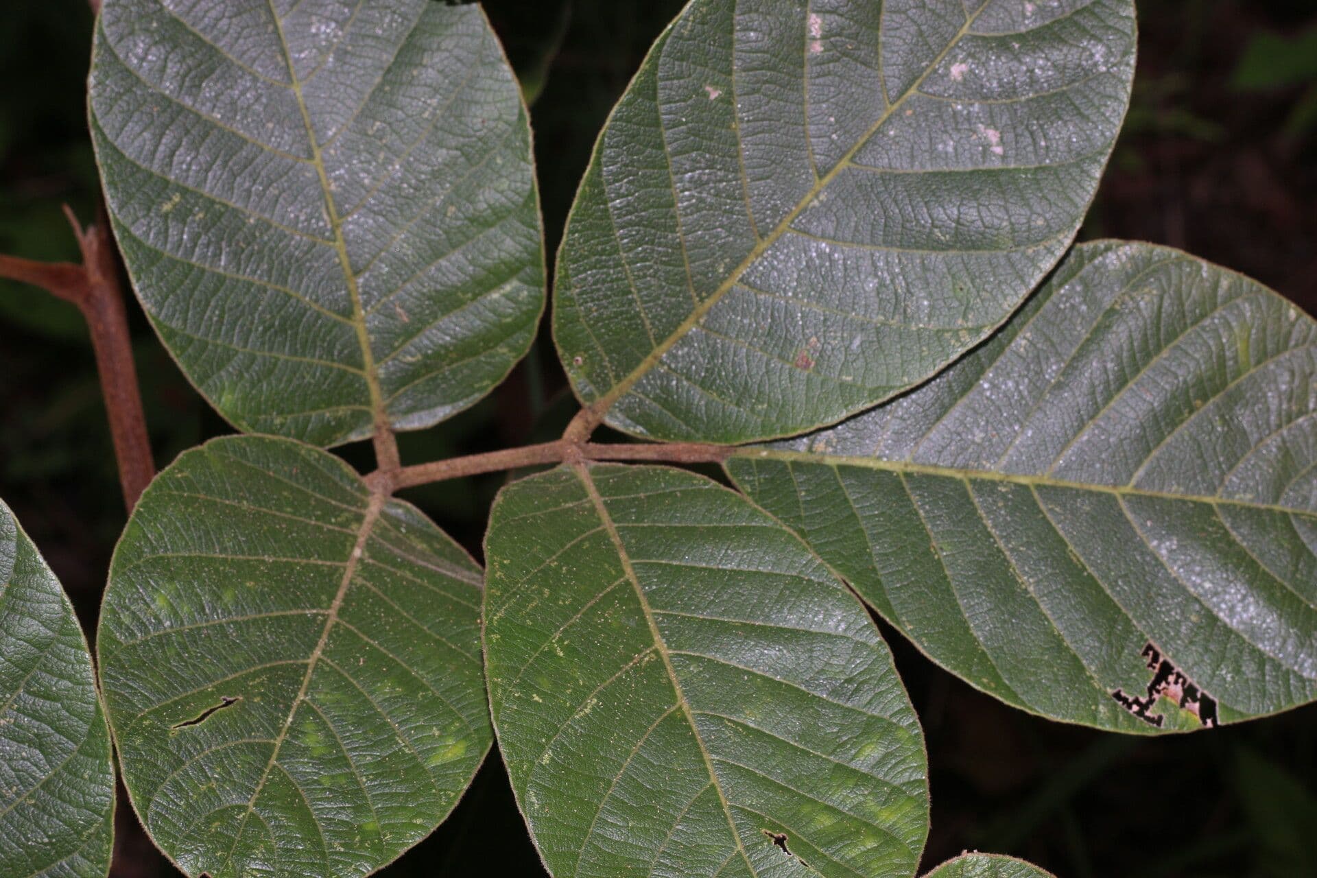 Lonchocarpus 6