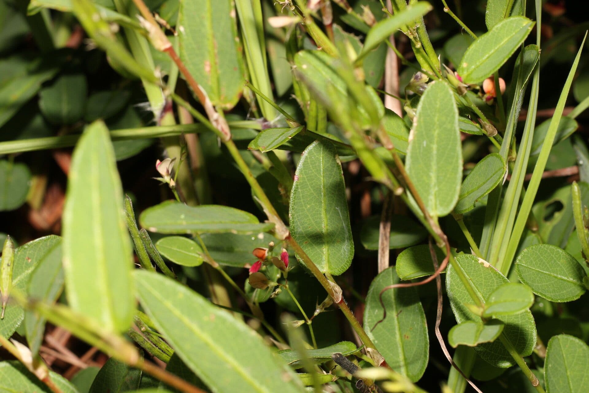 Calopogonium 11