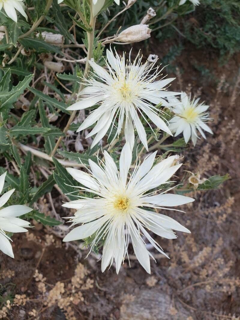 Mentzelia multiflora 3