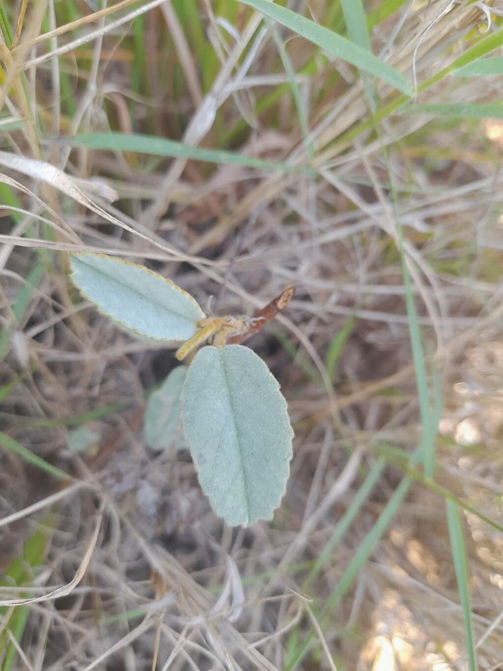 Melhania 18