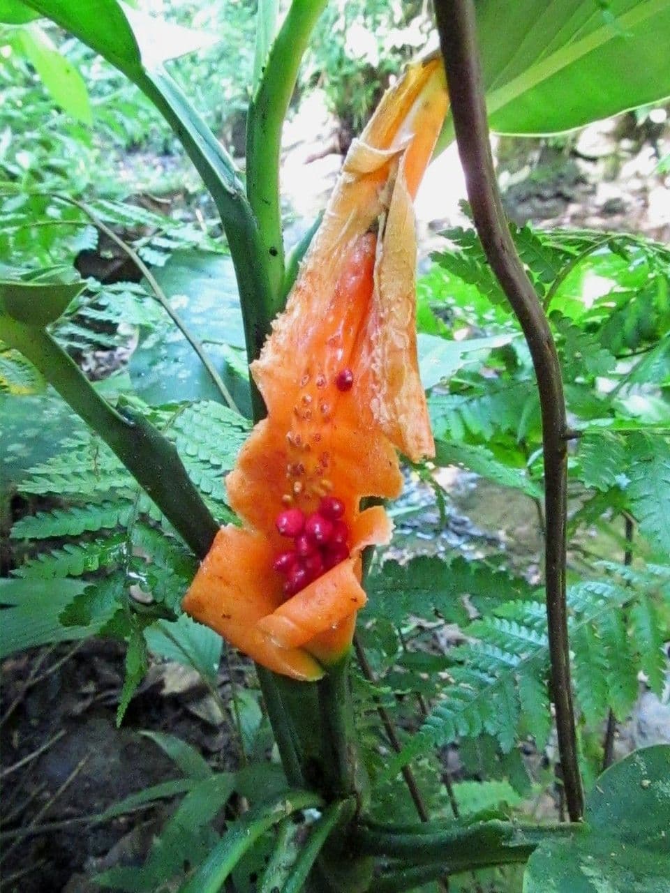 Dieffenbachia 2
