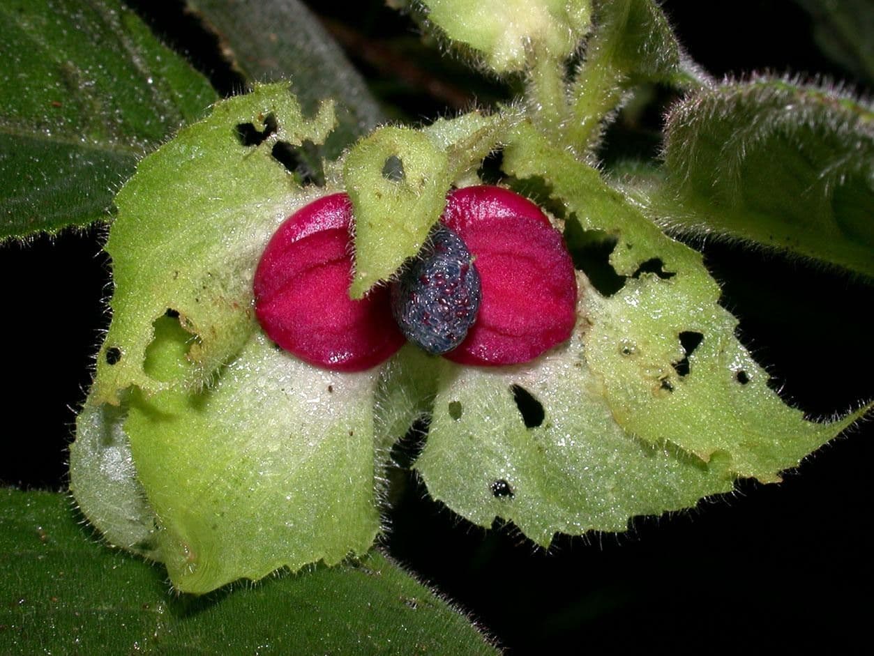 Drymonia pelosa 2