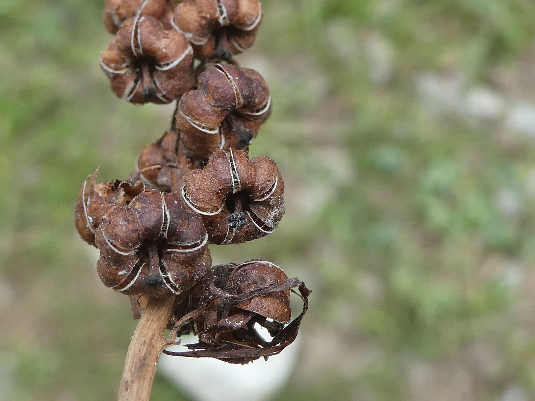 Piroletta minore 3
