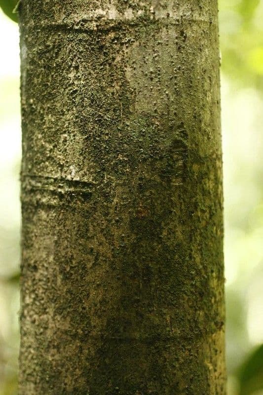 Himatanthus 7