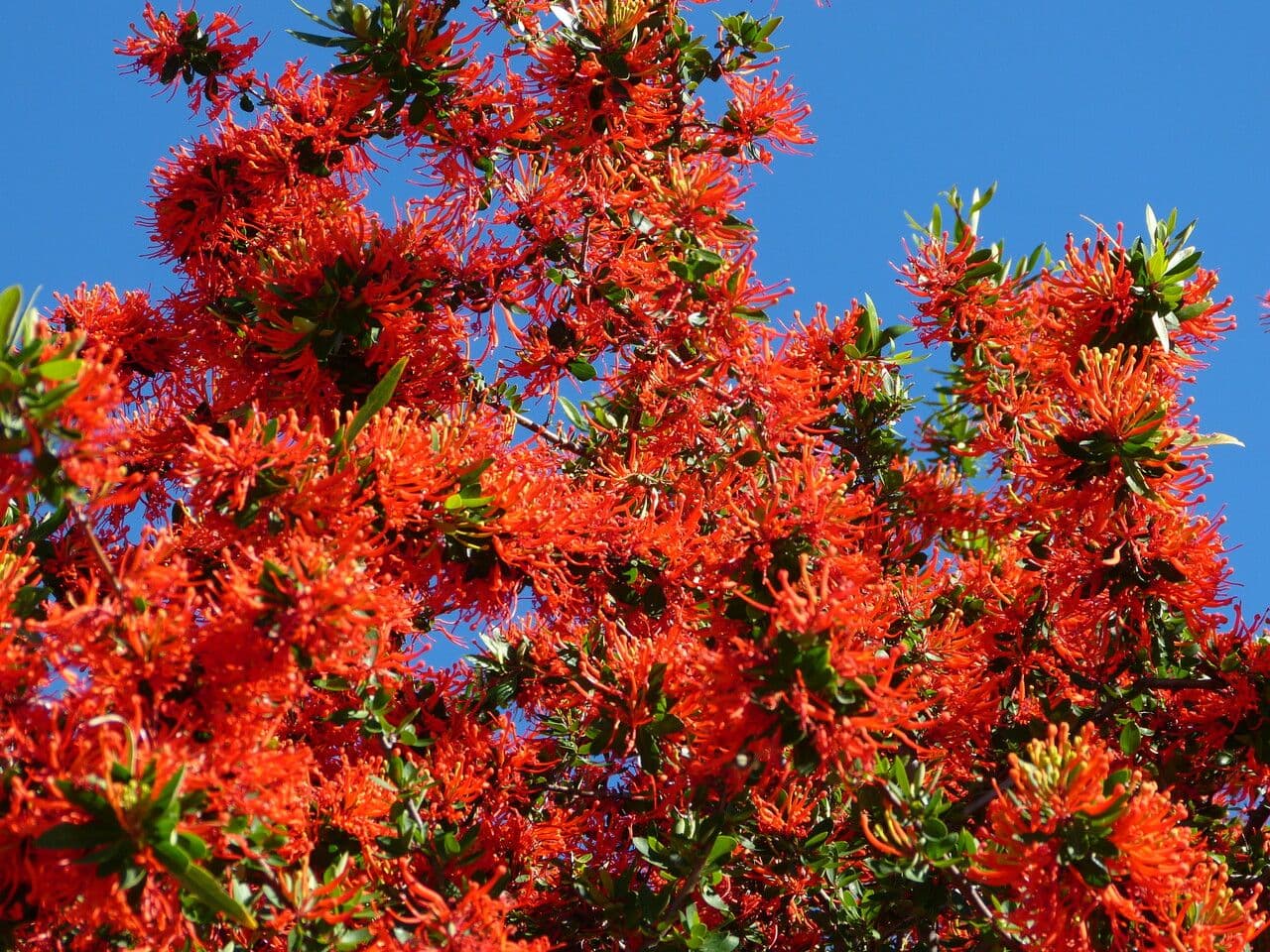 Embothrium 28